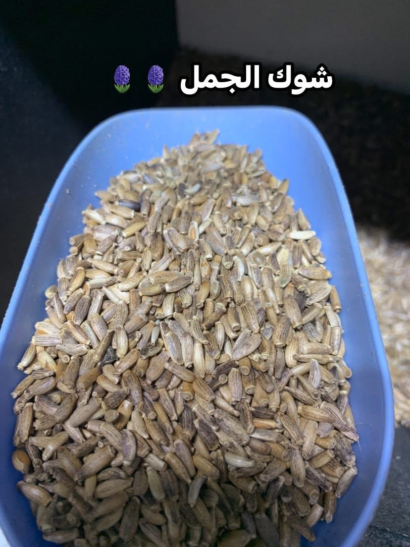 جميع الحبوب الخاصة بطائر الحسون 🦜