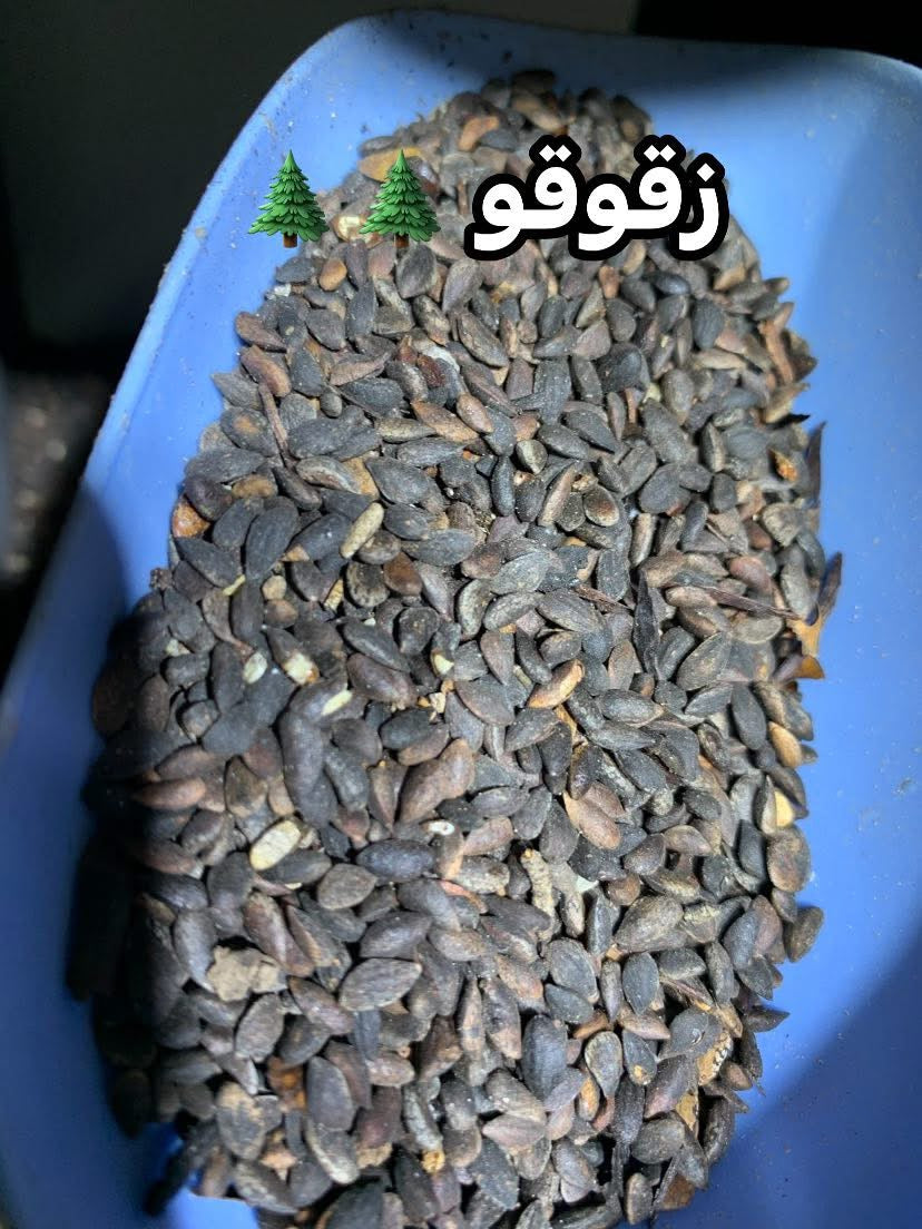 جميع الحبوب الخاصة بطائر الحسون 🦜