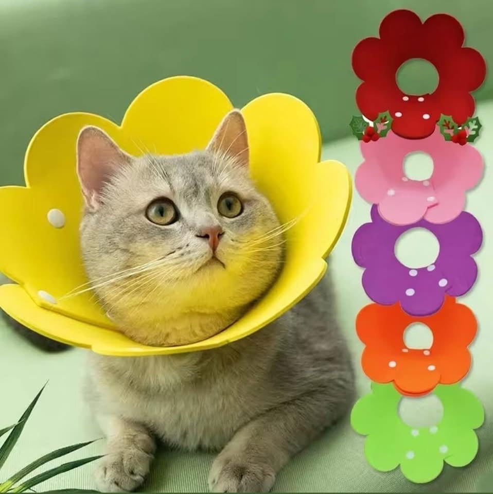 طوق واقي للقطط 🐾🐈