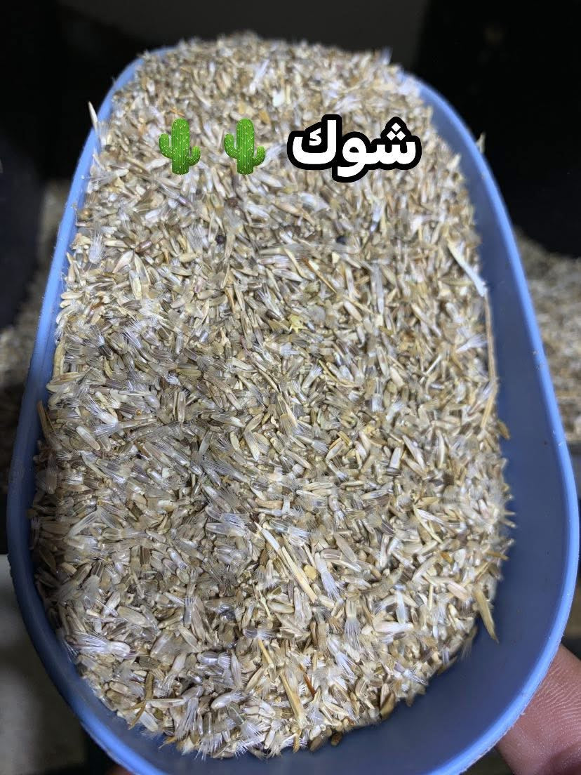 بذور نبات الشوك 