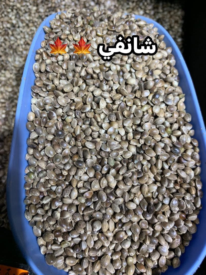 جميع الحبوب الخاصة بطائر الحسون 🦜